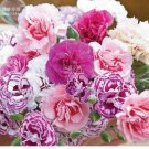 100 Seeds Dianthus Mixed Pinks Perennal Flower