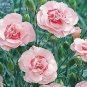 100 Seeds Dianthus Mixed Pinks Perennal Flower