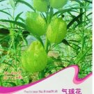 10 SEEDS Gomphocarpus Physocarpus HAIRY BALLS