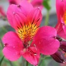 100 Seeds Peruvian Lily Alstroemeria Flower