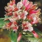 100 Seeds Peruvian Lily Alstroemeria Flower