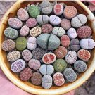 100 Seeds Beauty Mixed Mini Lithops Bonsai Plants Cactus Bonsai Plants