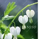 100 Seeds Lily of The Valley Flower Bonsai