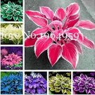100 Seeds Beautiful Hosta Bonsai Plants, Perennials Lily Flower