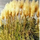 300 seeds Colorful Pampas Grass Cortaderia Bonsai