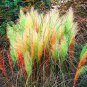 300 seeds Colorful Pampas Grass Cortaderia Bonsai