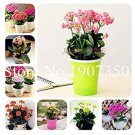 100 Seeds Kalanchoe Bonsai Longevity Flower Potted Plants