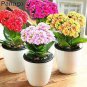 100 Seeds Kalanchoe Bonsai Longevity Flower Potted Plants