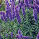 100 Seeds Echium wildpretii Seeds Monocarpic Plant Biennial