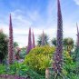 100 Seeds Echium wildpretii Seeds Monocarpic Plant Biennial