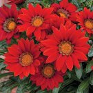 20 Seeds Red Gazania Flower Seeds Treasure Flower