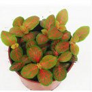 100 Seeds Fittonia Verschaffeltii Bonsai Mini Easy Planting Balcony Fun Indoor