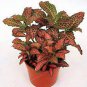 100 Seeds Fittonia Verschaffeltii Bonsai Mini Easy Planting Balcony Fun Indoor