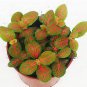100 Seeds Fittonia Verschaffeltii Bonsai Mini Easy Planting Balcony Fun Indoor