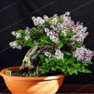 50 Seeds Bonsai Lilac Plant Japanese Lilac (Extremely Fragrant)