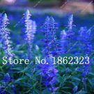 100 Seeds French Provence Lavender Plant Beautiful Flower Plant