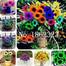 30 Seeds Mini Multi-Colored Dwarf Sunflower Bonsai Perennial Flower
