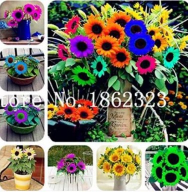 30 Seeds Mini Multi-Colored Dwarf Sunflower Bonsai Perennial Flower