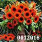 30 Seeds Mini Multi-Colored Dwarf Sunflower Bonsai Perennial Flower