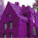 100 Seeds Perfume Rainbow Climbing Plants Coulourful Rock Cress Flower