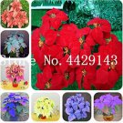 100 Seeds Poinsettia DIY Potted Colorful Bonsai Flower Bonsai