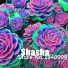 200 Seeds Real Rare Succulent Bonsai Perennial Angiosperm Plants