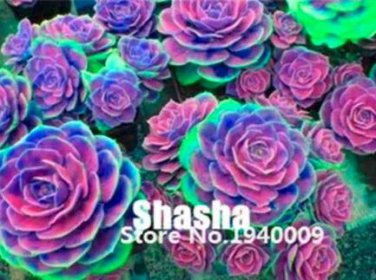 200 Seeds Real Rare Succulent Bonsai Perennial Angiosperm Plants