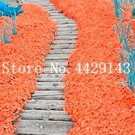 100 Seeds Rare Rock Cress Bonsai Climbing Plant