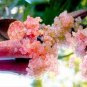 10 Seeds Rare Imported Pink Rose Bliss Finger Lime Plant