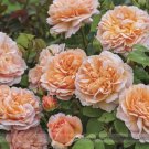 50 Seeds Heirloom Lady Gardener Double Bloom Light  Orange Rose