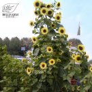 20 Seeds Lemon Queen Sunflower Helianthus annuus