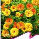 50 Seeds Calendula