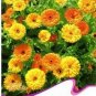 50 Seeds Calendula