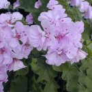 10 Seeds Geranium Light Pinkish White Double Petals with Purple Spots Close to Centre Flowers