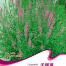50 Seeds Beautiful Lythrum Salicaria Flowers