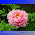 5 Seeds Rare 'Zhao Fen' Pink Fragrant Peony Tree Flower Organic