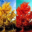 5 Seeds Rare Euro Yellow Ginkgo African Red Ginkgo Mixed Tree