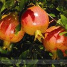20 Seeds Rare Sochi Dwarf Light Red Yellow Sweet Pomegranate Shrub Fruit
