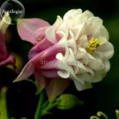 50 Seeds Rare Beautiful Pink White Edge Aquilegia Columbine