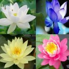 10 Seeds Rare Mixed 4 Types of Lotus Flowers