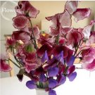 8 Seeds Dark Red Purple Sweet Pea Spencer