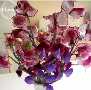 8 Seeds Dark Red Purple Sweet Pea Spencer