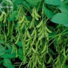 10 Seeds Heirloom Green Organic Edamame Vegetables