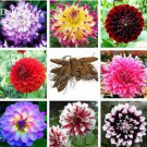 50 Seeds Mixed 8 Types of Dahlia Perennial Flowers