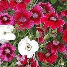 200 Seeds Mixed 9 Types of Dianthus Seeds
