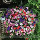 200 Seeds Mixed Colorful Hanging Garden Petunia Flower