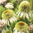 100 Seeds Coconut Lime' Echinacea