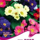 30 Seeds Primula Vulgaris Mix Common Primrose Flower