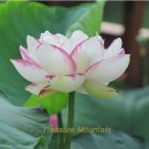 1 Seeds 'Shalina' White Lotus Flower Water Lily Flower Aquatic Plants