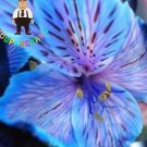 100 Seeds Peruvian Lily Alstroemeria